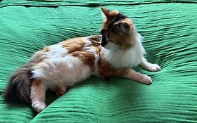 The Cat'S Cradle